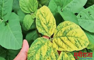 सोयाबीनवर ‘यलो मोझॅक व्हायरस’, शेतकरी चिंतेत, उत्पादन घटण्याची शक्यता..*