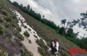 अतिवृष्टिच्या पावसाने शेतक-यांचे प्रचंड नुकसान