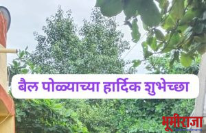 अतिवृष्टीच्या तडाख्यातुन सावरत बळीराजाने साजरा केला बैलपोळा.