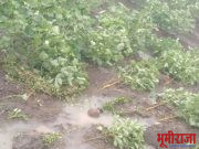 सोयाबिन जमीनीत जिरले…कपाशीचे बोंडे काळी पडुन नासतायेत…