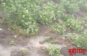 सोयाबिन जमीनीत जिरले…कपाशीचे बोंडे काळी पडुन नासतायेत…