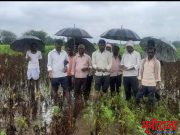 दुर्देव! हिमायतनगर तालुक्यांच…खरीप पुर्ण गेलं… बोरगडी येथे वीज पडून वासरू ठार..