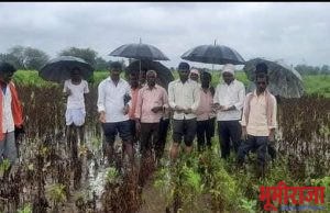 दुर्देव! हिमायतनगर तालुक्यांच…खरीप पुर्ण गेलं… बोरगडी येथे वीज पडून वासरू ठार..