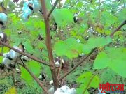 अतिवृष्टीने शेतक-यांचे स्वप्न मातीत मिसळली…सरकारने घोर निराशा केली