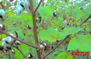 अतिवृष्टीने शेतक-यांचे स्वप्न मातीत मिसळली…सरकारने घोर निराशा केली