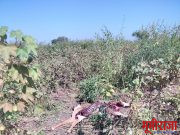 बिबट्याने केली रोईची शिकार…