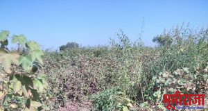 बिबट्याने केली रोईची शिकार…