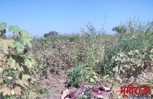 बिबट्याने केली रोईची शिकार…