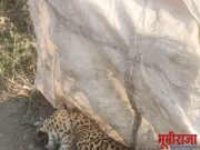 बाळापूर ते वाडेगांव रोडवरती बिबट्या मृत अवस्थेत आढळला