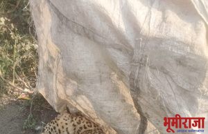 बाळापूर ते वाडेगांव रोडवरती बिबट्या मृत अवस्थेत आढळला