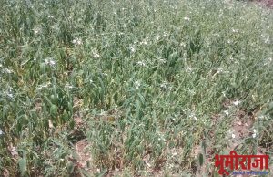 विजेच्या लंपडावामुळे शेतक-यांचे पिके करपली…